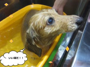 スパ中ミニチュアダックス