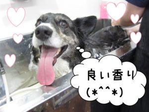 スパ中コーギー