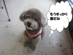 施術後トイプードル