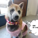 おすまし柴犬