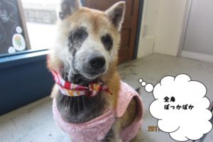 おすまし柴犬