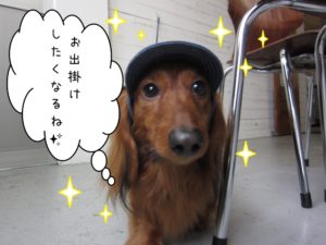 施術後ミニチュアダックス