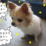 うつむきチワワ