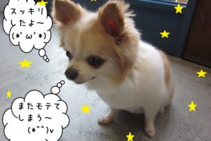 うつむきチワワ