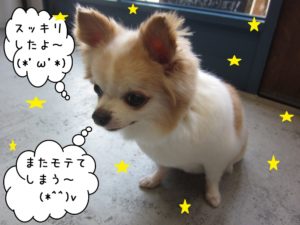 うつむきチワワ