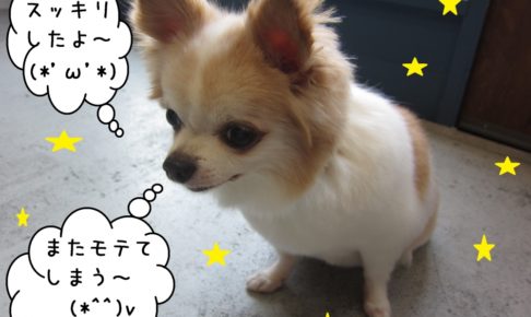 うつむきチワワ