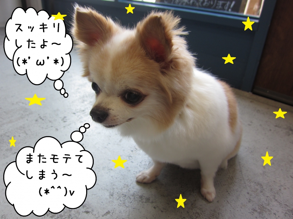 うつむきチワワ