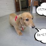 てくてくミニチュアダックス