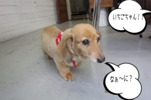 てくてくミニチュアダックス