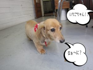 てくてくミニチュアダックス