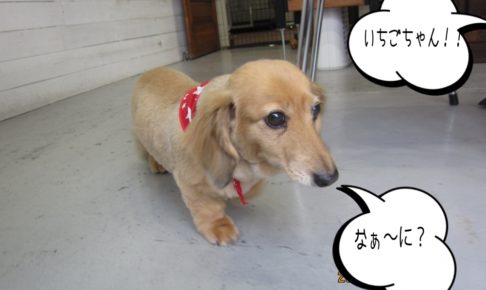 てくてくミニチュアダックス