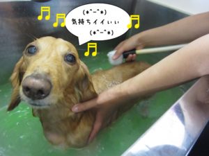 スパ中ミニチュアダックス