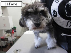 カット前Mシュナ