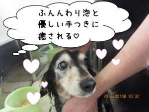 シャンプー中ミニチュアダックス