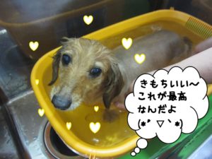 スパ中ミニチュアダックス