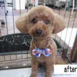 おすましトイプードル