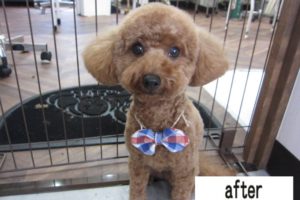 おすましトイプードル