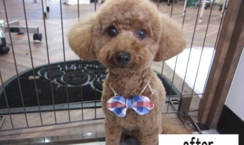 おすましトイプードル