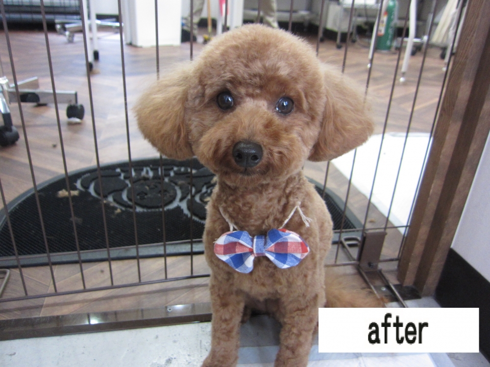 おすましトイプードル