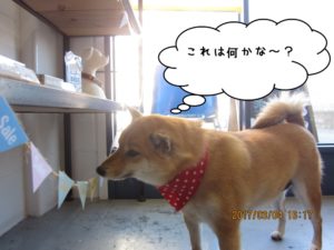 施術後柴犬