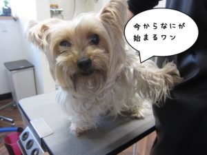 カット前ヨーキー