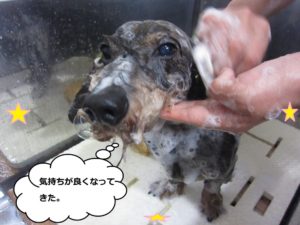 シャンプー中ミニチュアダックス