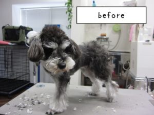 カット前ミニチュアシュナウザー