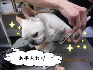 爪切り中フレンチブルドッグ