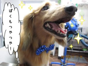 施術後ミニチュアダックス