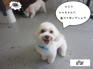 カット後マルチーズ