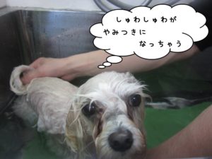 スパ中マルチーズ