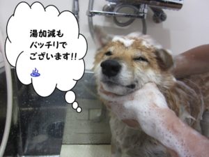 シャンプー中柴犬