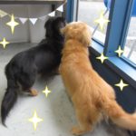 仲良しミニチュアダックス