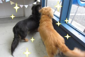 仲良しミニチュアダックス