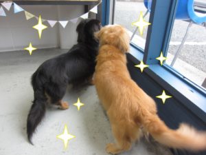 仲良しミニチュアダックス