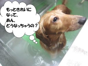 スパ中ミニチュアダックス