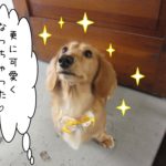 キラキラミニチュアダックス