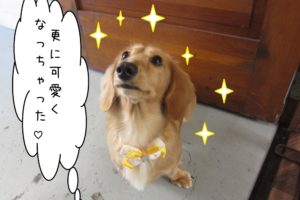 キラキラミニチュアダックス