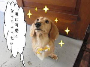 キラキラミニチュアダックス