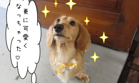 キラキラミニチュアダックス