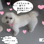 おすましマルチーズ