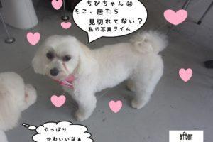 おすましマルチーズ