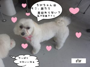 おすましマルチーズ