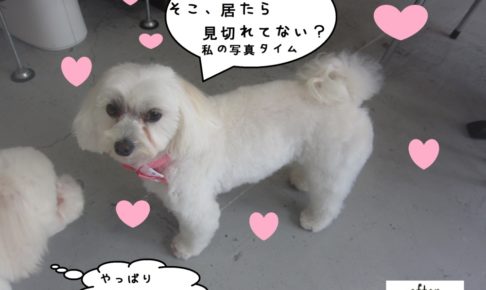 おすましマルチーズ