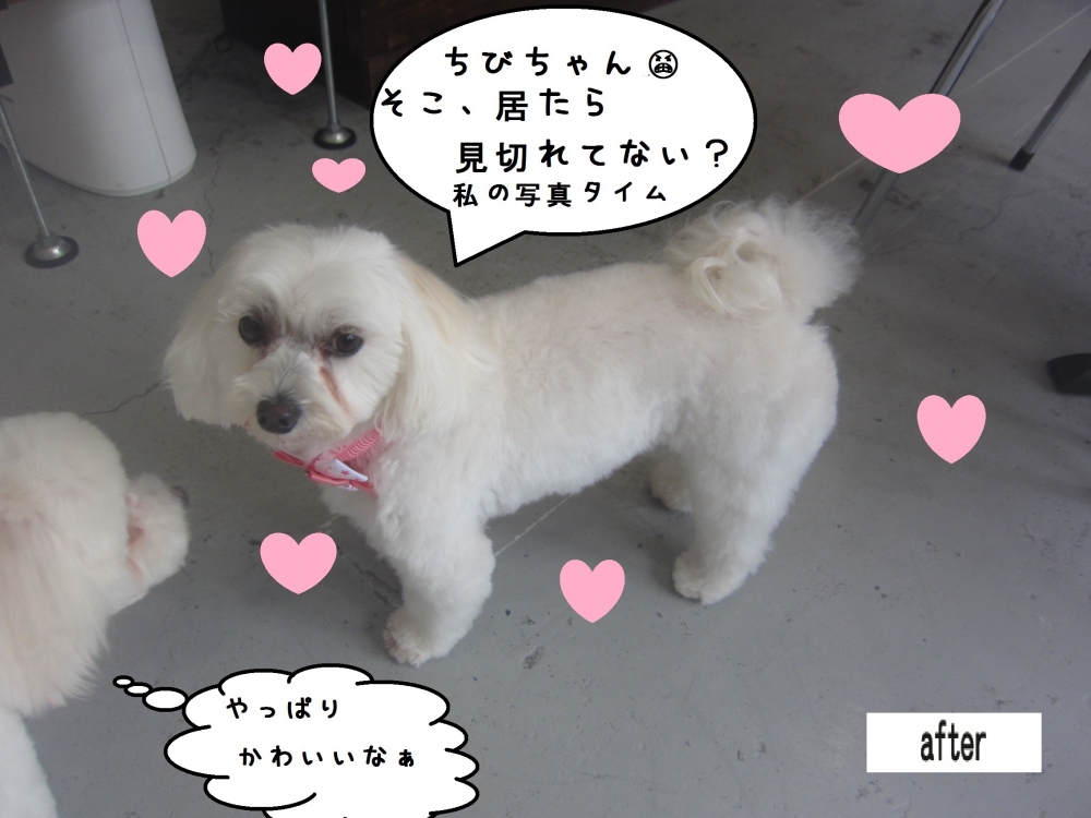 おすましマルチーズ