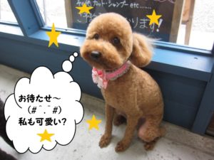 カット後トイプードル