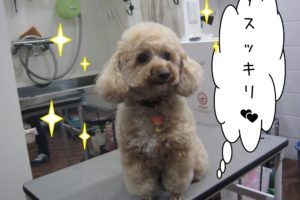 すっきりトイプードル