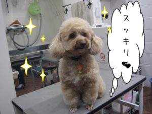 すっきりトイプードル