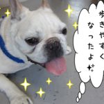 笑顔フレンチブルドッグ