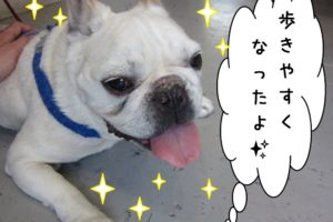 笑顔フレンチブルドッグ